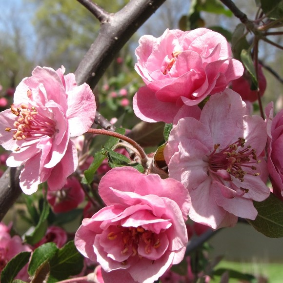 Meet your Posher, Maria - Picture 1 of 1